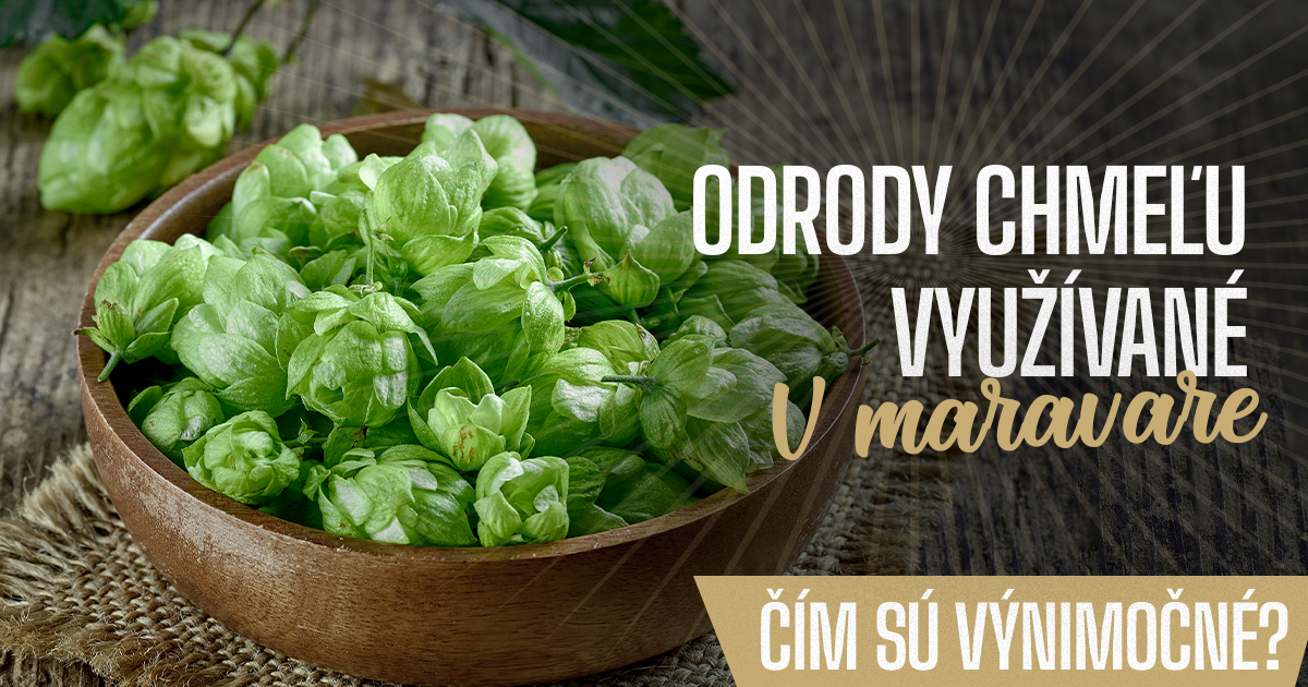 Odrody chmeľu využívané v Maravare